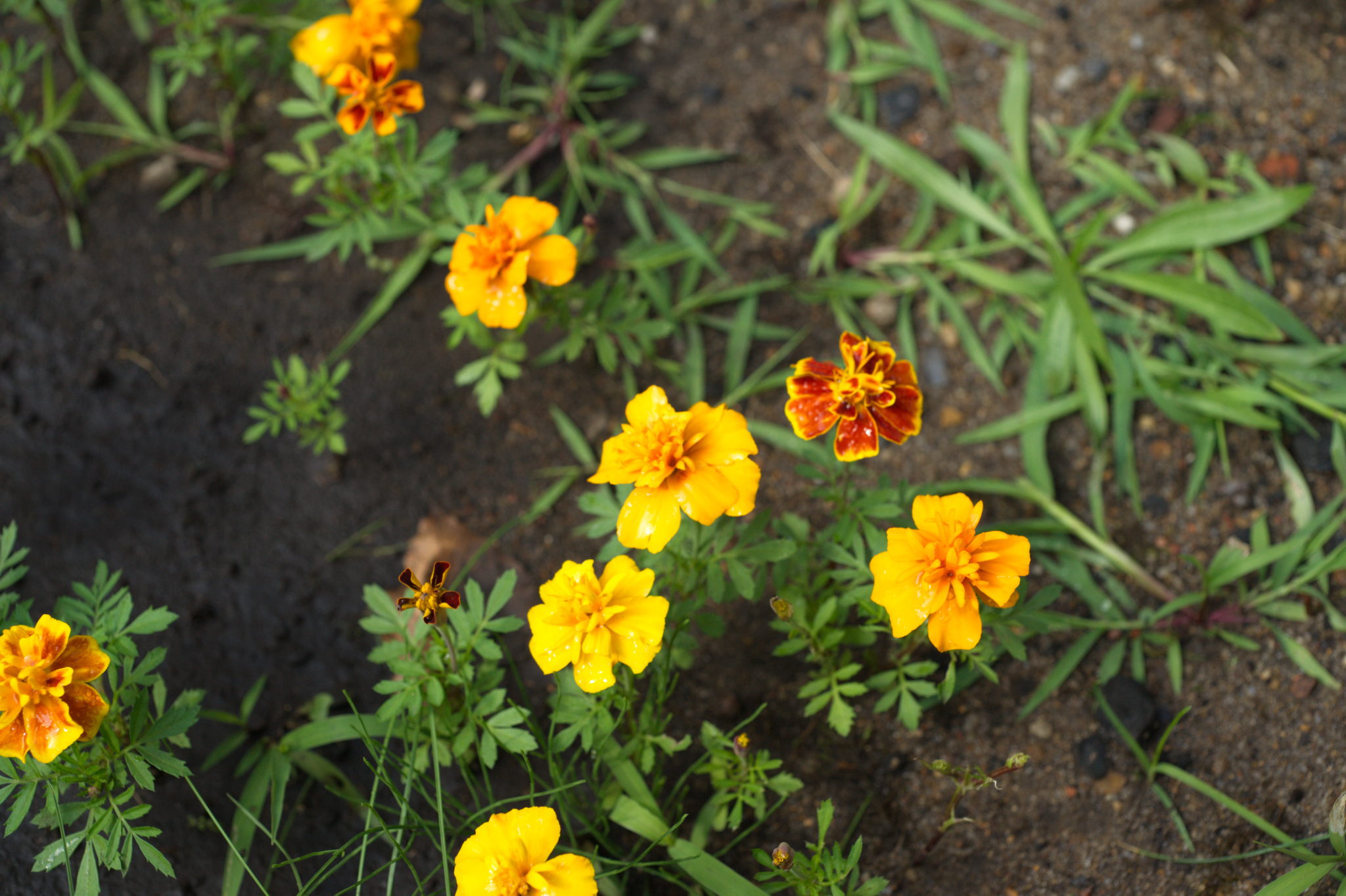 20210721  Gruen(t)raumHeimfeld 036